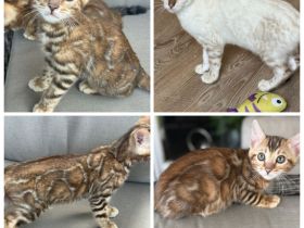 Bengal Kitten Snow Lynx / Braun / Snow Marbled Mit Stammbaum