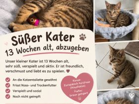 Süßer Kater, 13 Wochen
