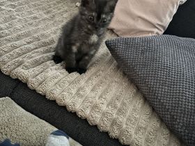 🐾 Drei kleine BKH-Kitten suchen ab dem 09.10.2026 ihr Zuhause 🐾