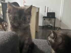 🐾 Drei kleine BKH-Kitten suchen ab dem 09.10.2026 ihr Zuhause 🐾