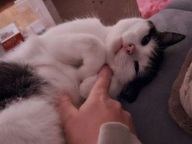 Luna sucht ein liebevolles, ruhiges Zuhause