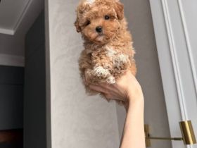 Wunderschöne Maltipoo-Welpen zu verkaufen