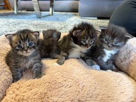 Maine Coon Kitten