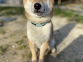 6 Jähriger Shiba Inu Rüde