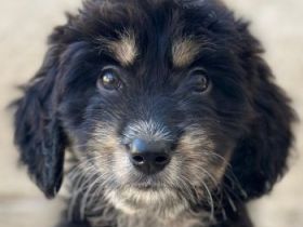 Ginger, geb. ca. 05/2026, lebt in GRIECHENLAND, im städt. Tierheim Serres