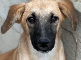 Cindy, geb. ca. 03/2026, lebt in GRIECHENLAND, im städt. Tierheim Serres