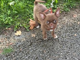 Chihuahua Welpe Rüde