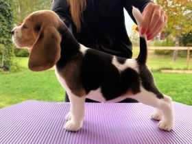 Beagle-Welpen verfügbar
