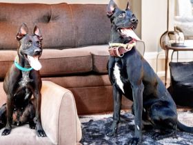 Bildschöne Malinoispubbys in dunkler Farbe!
