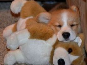 Gut erzogene Corgi-Welpen abgabebereit