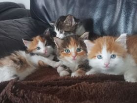 Zauberhafte Glückskätzchen (3-farbig) Maine-Coon Mix