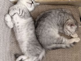 Süße BKH / BKL mix Kitten