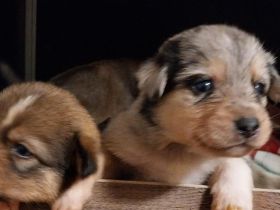 Border-Collie-Australian-Shepherd-Mix-Welpen