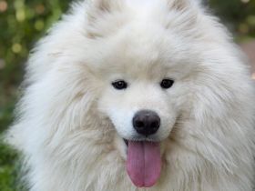 Samojedenrüde Haku