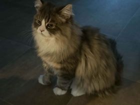 Süßer 5 Monate alter Perserkater sucht ein liebevolles Zuhause!