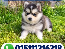 wunderschönen Pomsky-Welpen suchen liebevolle