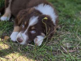 Süßer Border Collie Rüde braun-weiß