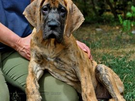 Deutsche Dogge Welpen