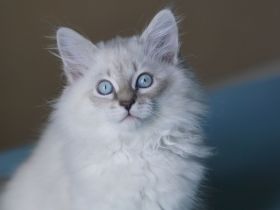 Jungkater, Neva Masquarade , 12 Wochen alt