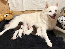 7 Großspitz Welpen am 07.10.2026 geworfen
