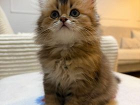 Kitten