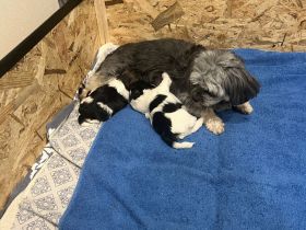 Bezaubernde Bolonka-Shih-Tzu-Malteser-Mix