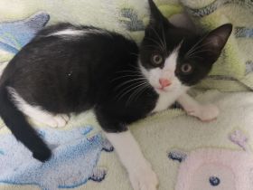 5 liebevolle EKH-Kitten (3 Monate) suchen ihr Für-Immer-Zuhause gegen Schutzgebühr