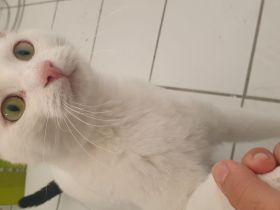 Kater abzugeben