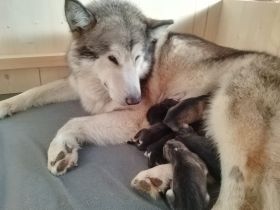 Alaskan Malamute Welpen