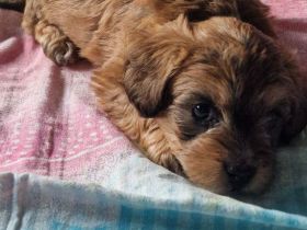 Pudel Malteser Terrier Mix Welpen