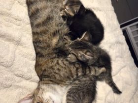 6 süsse baby katzen