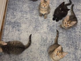 6 süsse baby katzen
