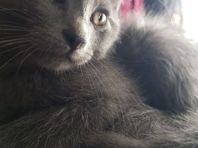 Gepflegte Katzenbabys suchen Neues Zuhause