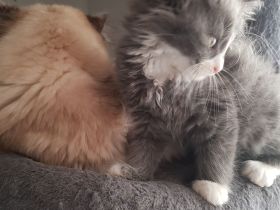 Gepflegte Katzenbabys suchen Neues Zuhause