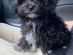 Chipoo Mädchen, Pudel x Chihuahua, ähnlich Maltipoo