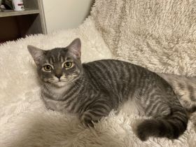 Süße BKH-Kitten suchen ein liebevolles Zuhause