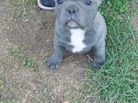 Französische Bulldoggen