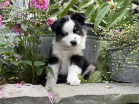 Bezaubernde Mini Aussie Babies