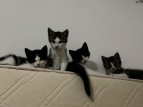 Katzen Babys  / Jungkatzen