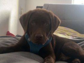 13 Wochen alter reinrassiger Labradorrüde sucht liebevolles Zuhause