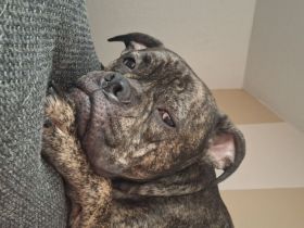 Süßer Englische Bulldogge Boxer Mix