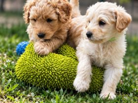 Labradoodle F1B Welpen suchen ihre Familie