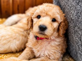 Labradoodle F1B Welpen suchen ihre Familie