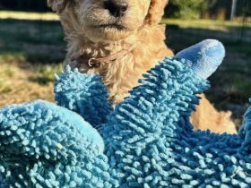 Labradoodle F1B Welpen suchen ihre Familie