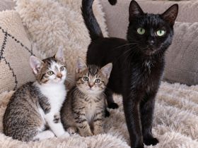 Kitten suchen ab Oktober ihre neue Familie