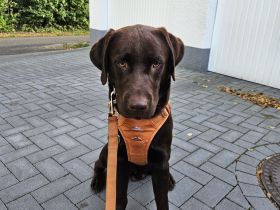 Intelligenter 12 Monate alter Labrador sucht liebevolles neues Zuhause
