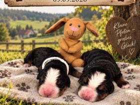 Berner Sennen Welpen