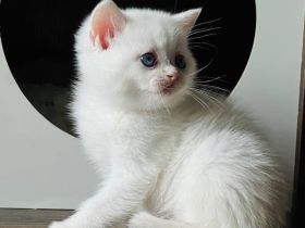 Britisch-Kurzhaar-Katzen zu verkaufen