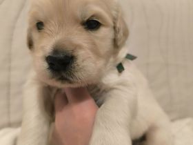 Golden-Retriever-Welpen zu verkaufen