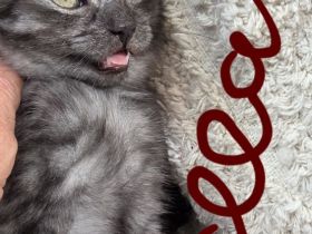 Zuckersůsse Seelenkitten BKH Siam